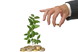 money tree1